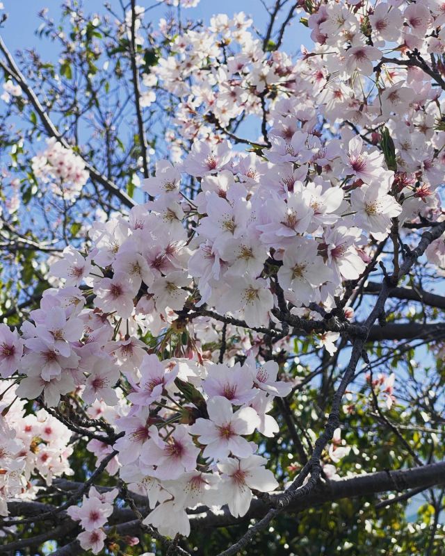 【春から夏に向けて】

こんにちは☆健幸プラザ西大寺です😊

今年の桜🌸はあっという間に散ってしまいましたね…
ちょっと寂しい今日この頃です😢

さてさて、季節も変わり新しいことを始めるにはいい時期です♪̊̈♪̆̈
＊心機一転、新しいことにチャレンジ!!
＊夏までに痩せたい!!
＊友達の輪を広げたい!!

その想い、私たちが応援します(*•̀ㅂ•́)و✧
まずは1度、足を運んでみてください!!

#健幸プラザ西大寺
#岡山ジム
#サウナ
#温泉
#ジム
#デビュー
#健康
#運動
#フィットネス
#プール
#スタジオ